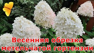 Весенняя обрезка метельчатой гортензии