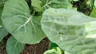 Harvest Time Collard Greens & Asparagus 🌱#growyourownfood #enjoygardening #collardgreens #asparagus