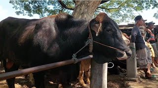 15 JUTA‼️PEGON JANTAN SIAPAN QURBAN HARGA MURAH | Pasar Sapi Kerek Jatim