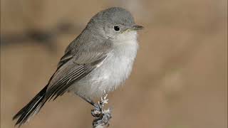 BLACK-TAILED GNATCATCHER . . .