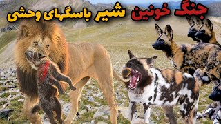 مرگبارترین نبرد شیرو سگهای وحشی|وقتی شیر انتقام بچشو از سگ وحشی میگیره☠️