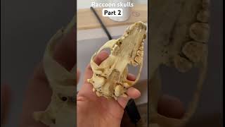 Raccoon skulls part 2