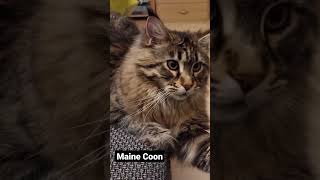 Maine Coon/Cat