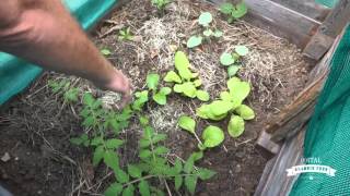 Permaculture in Curaçao - Test Greenhouse