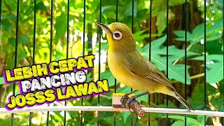 MASTERAN KECIAL KUNING CIAK CIAK JOS || LEBIH CEPAT PANCING EMOSI LAWAN ‼️