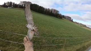 Goshawk vs Crows 19