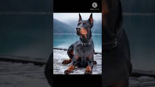 Doberman best guarding dog🐕🐶