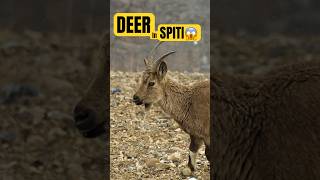 Wildlife in Spiti! | Kibber, Chicham Bridge, Key Monastery, Local food | #spiti #shorts #shortsfeed