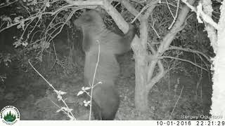 Медвежонок лезет за яблоками / Teenage bear climbs for apples