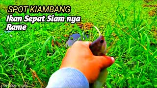 GREBEK KAMPUNG IKAN SEPAT SIAM, || MANCING SEPAT SIAM