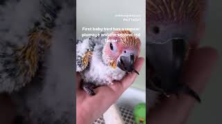 Red factor sun conure baby bird #shorts