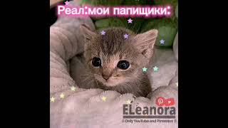 Пусть это видео залетит пж💓💓💓💓#ELeanora#edit#cats#trend #активприди #активприди  #хочуврекомендации