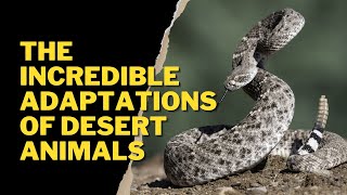 THE INCREDIBLE ADAPTATIONS OF DESERT ANIMALS