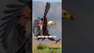 African Fish Eagle The True Fisherman | National Bird of Three Nations #shorts