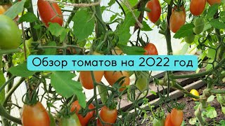 Обзор на СЕМЕНА ТОМАТОВ 2022 год.