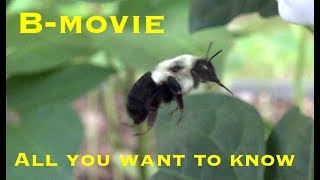 Bumblebee Video - Bumble Bee Pollination