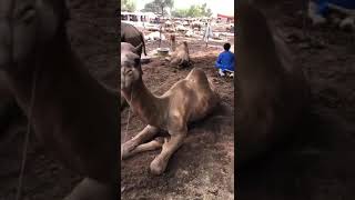 Camel market amazing #animals #camel #youtubeshorts #youtubevideos #shorts