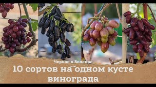 Прививка Чёрное в Зелёное, или 10 сортов на одном кусте винограда.