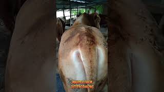 BERAPA HARGA SAPI JUMBO INI #peternaksapi #sapiindonesia #bredingsapi #sapi #cow #shorts