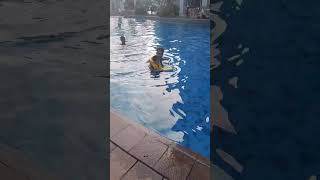 santika premiere hotel's swimming pool || kolam renang hotel santika premiere slipi #viralvideo