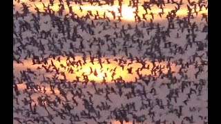 1 Million Snow Geese in Missouri