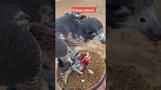 falcon Attack on Bird #falcon #birds #viral #ytshorts #shorts