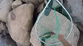 Sea Robin on lure at Dowses Beach