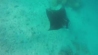 La raie manta gueule ouverte, à Tikehau, aux Tuamotu