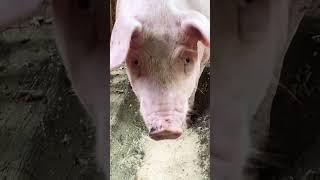 Pigs Feeding Time || Eat Like A Pig