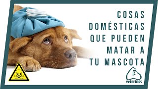 ⚠️⚠️ Alimentos que NO pueden comer los perros y los gatos - Veterinos