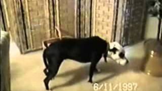 My-Pit-Bulls-1986-to-2007.wmv