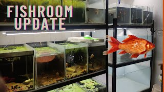 Fish room tour |update series|#1