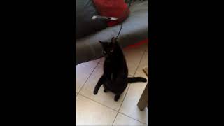 Black cat chasing a usb cable!