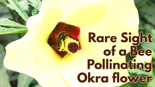 First time on YouTube | A Bee Pollinating Okra flower | Bee Pollinating Flower