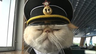 Meet Cat Captain 'Sailor', Who is Proving To Be A Top Tourist Attraction