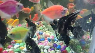 new aquarium fish . নতুন মাছ  #colourfish #ornamentalfish #ronginmach