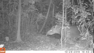 Tapir spotted on the trail grid!