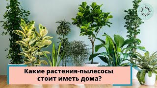 15 комнатных растений, улучшающих воздух в доме