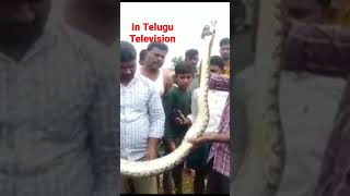 శ్రీ సత్యసాయి జిల్లాలో ఓ భారీ కొండచిలువ కలకలం రేపింది...