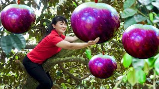 How to Harvest Star Apple, goes To Market Sell - Harvesting and Cooking |Tieu Vy Daily Life