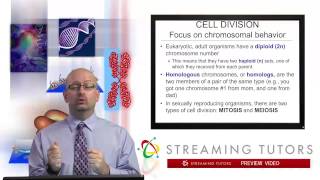 Chromosomes   Mitosis and the Cell Cycle tutorial