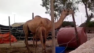 شؤون البلاط السلطاني  (Omani Camels)