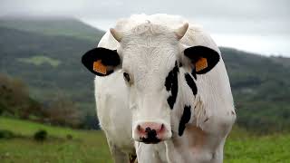 Are Cows Aggressive Towards Humans?