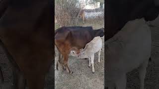 Beautiful Cow Video #youtubeshorts #cow #shorts