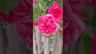 tiny petals pink rose