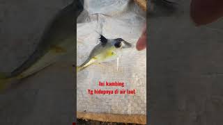 helikopter/ikan kambing2#shortvideo