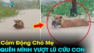 ✈️ 8 Câu Chuyện Cảm Động và Đầy Ý Nghĩa Về Các Loài Động Vật...Xem Muốn Rơi Nước Mắt|Khám Phá Đó Đây