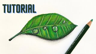 Water Droplet On Leaf | Colored Pencil Tutorial