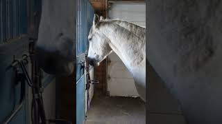 Mostly polite and slightly grumpy horses ready to go into the barn