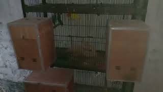 How can install breading box in cages..